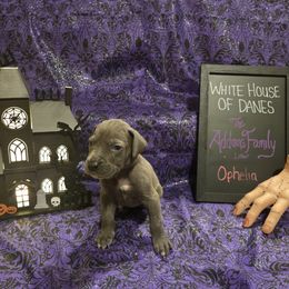 Ophelia - Blue female Great Dane puppy in Batavia, New York from White House of Danes