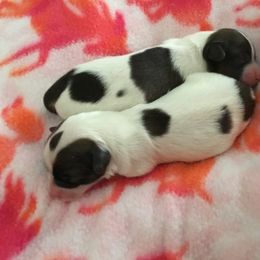 Papillon Puppies from 329 Cheerio Tiny Papillons