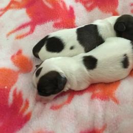 Papillon Puppies from 329 Cheerio Tiny Papillons