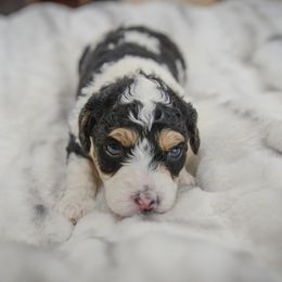 Cavapoo and Goldendoodle Puppies from PJs Puppy Love