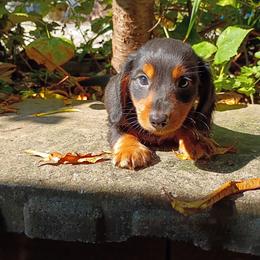 Blox - Black and tan male Dachshund puppy in Dayton, Ohio from LUXEYPUPS