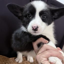 Boy 1 - Black and white male American Corgi puppy in Castle Rock, Washington from R and b corgis and farm