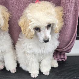 Zara - Cream female Poodle puppy in North Prince George, Virginia from ROYAL VISTA