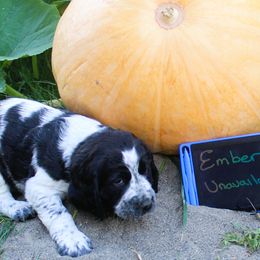 Girl 4 - Black and white female English Springer Spaniel puppy in Bremerton, Washington from Huntin' Buddies