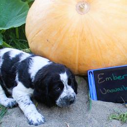 Girl 4 - Black and white female English Springer Spaniel puppy in Bremerton, Washington from Huntin' Buddies