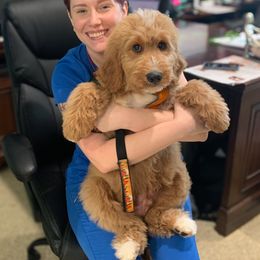 Bernedoodle, Goldendoodle, and Golden Mountain Doodle Puppies from Sonoran Standard Doodles