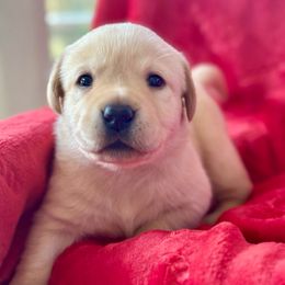 Orange Collar - Labrador Retriever puppy from Southern Sunshine Labradors