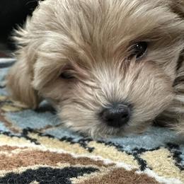 Mia - Cream female Maltipoo puppy in Vancouver, Washington from Janina Sivers