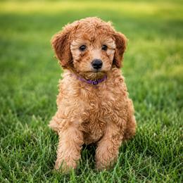 Purple collar girl - Apricot female Irish Doodle puppy in Madison, Wisconsin from Morningside Doodles