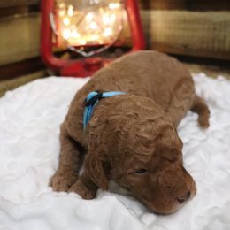Poodle Puppies from Red Barn Moyen Poodles