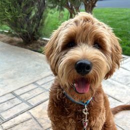 Louie - Goldendoodle