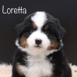 Miniature American Shepherd and Miniature Australian Shepherd Puppies from Borderview Aussies