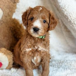 Flint - Red  male Goldendoodle puppy in Wharton, Texas from Little Fur Friends