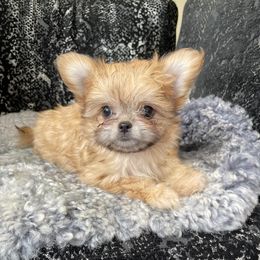 Mi-Ki Puppies from Rare Gem Mi-Ki’s LTD