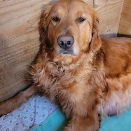 Ruby - Golden Retriever