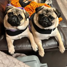 Pumpkin & Pixie - Pug