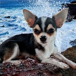 Turbo - Chihuahua