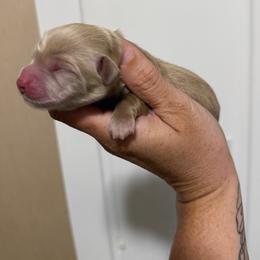 Kai - Red  male Goldendoodle puppy in Wiggins, Mississippi from Hall Family Doodle Ranch