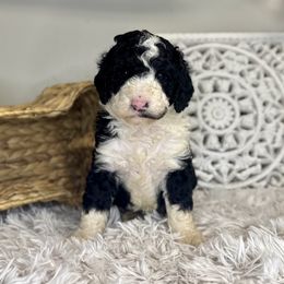 Girl 2 - Black and white female Bernedoodle puppy in Russiaville, Indiana from Pleasant Creek Minibernedoodles