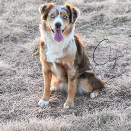 Mirra - Toy Australian Shepherd