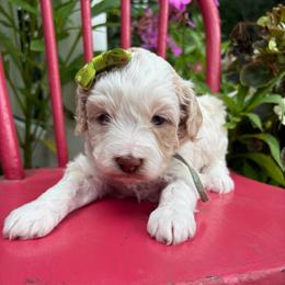 Fiskar - Caramel cream female Labradoodle puppy in Camden, North Carolina from Oopsie Doodles of NC