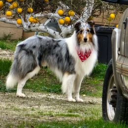 Achilles - Collie