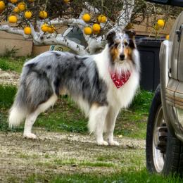 Achilles - Collie