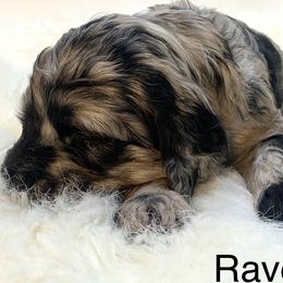Raven - Merle female Goldendoodle puppy in New Ringgold, Pennsylvania from Hawk Mountain Doodles