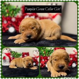 Pumpkin - Dark golden female Golden Retriever puppy in Touchet, Washington from Northwest Rainbow Aussies and Golden Retrievers