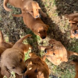 Golden Retriever Puppies from The Red Retrievers