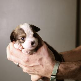 Tommy - Sable male Pembroke Welsh Corgi puppy in South Otselic, New York from Ridge Top Corgis
