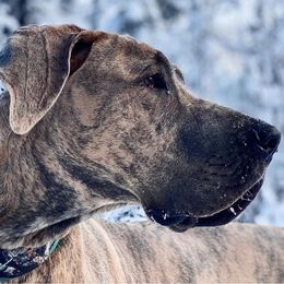 Great Danes from Last Frontier Great Danes