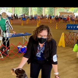English Springer Spaniel Puppies from Burton English Springer Spaniels