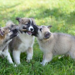 Icelandic Sheepdogs from Thrymheims Icelandics