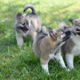 Icelandic Sheepdogs from Thrymheims Icelandics