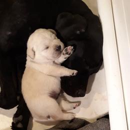 Labrador Retrievers from Shadowhawk Labrador Retrievers