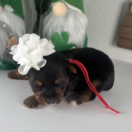 Red girl - Black and tan female Yorkshire Terrier puppy in Gainesville, Georgia from Country Dog Kennels.