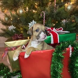 Maverick - Red fawn male Italian Greyhound puppy in Haywood, Kentucky from Kentucky Greyhounds