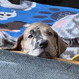 Alfred - Merle male Great Dane puppy in Naples, Florida from Above The Salt Danes