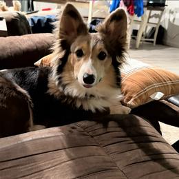 Hazel - Pembroke Welsh Corgi