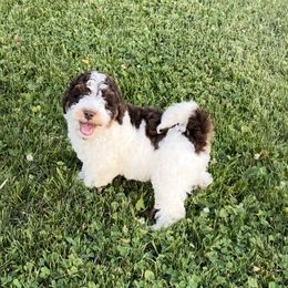 Aussiedoodle Puppies from Crystal Ridge Doodles