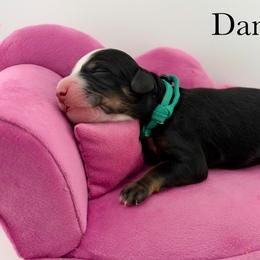 Daniella - Tri-color female Bernedoodle puppy in Comanche, Texas from Central Texas Doodles, LLC.