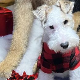 Airedale Terriers from Dapper Dales