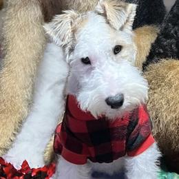 Airedale Terriers from Dapper Dales