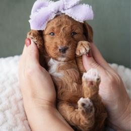Purple Girl 3500 includes USdelivery - Red  female Goldendoodle puppy in Mayfield, Utah from Ruff Country Doodles