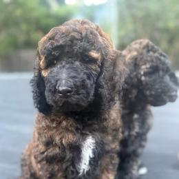Beauty - Brown female Poodle puppy in Redding, California from Canyon Creek Kennels