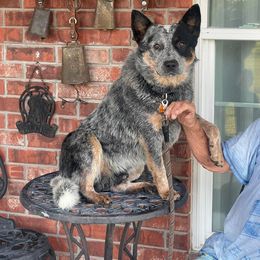 Winslow - Australian Cattle Dog
