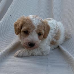 Girl 1 - Brown and white female Bernedoodle puppy in Amherst, Nebraska from Pile Family Goldendoodles