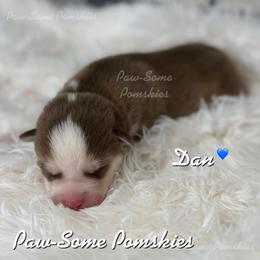 Dan - Chocolate male Pomsky puppy in Krum, Texas from Paw-Some Pomskies