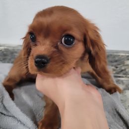 Bichon Frise and Cavalier King Charles Spaniel Puppies from Beloved Bichon & Cavaliers